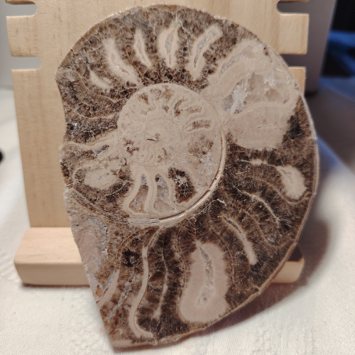 Fossile di Ammonite Originale nr. 1 - 11 x 8 cm
