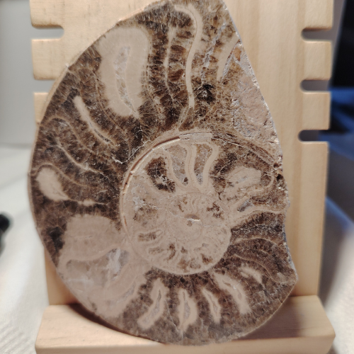 Fossile di Ammonite Originale nr. 1 - 11 x 8 cm