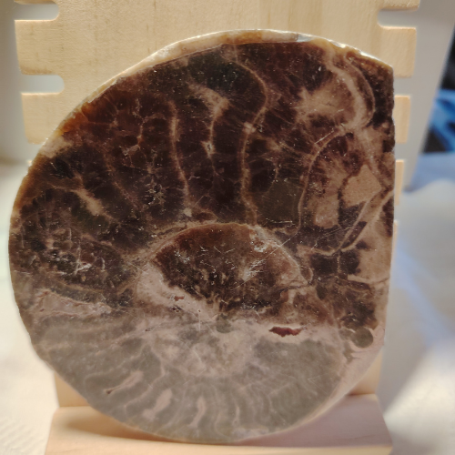 Fossile di Ammonite Originale nr. 10 Mis. 11 x 9,5 cm