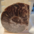 Fossile di Ammonite Originale nr. 10 Mis. 11 x 9,5 cm