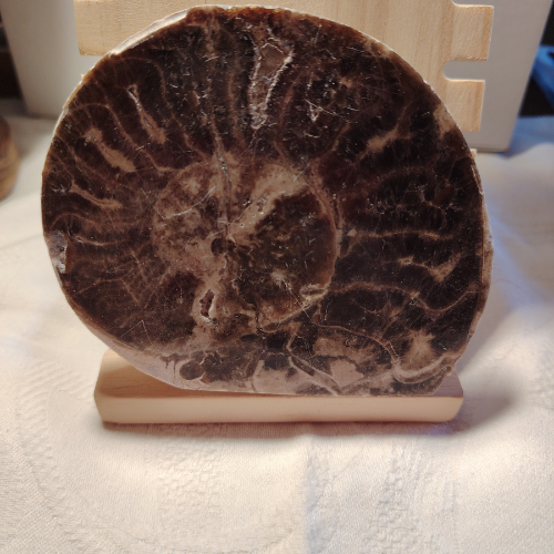 Fossile di Ammonite Originale nr. 10 Mis. 11 x 9,5 cm