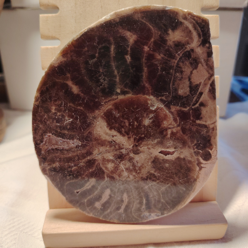 Fossile di Ammonite Originale nr. 10 Mis. 11 x 9,5 cm