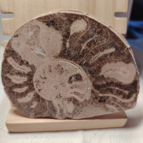 Fossile di Ammonite Originale nr. 2 - 10 x 8 cm