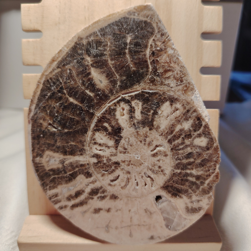 Fossile di Ammonite Originale nr. 3 10,3 x 8,4 cm.