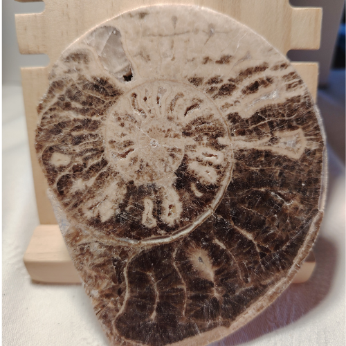 Fossile di Ammonite Originale nr. 3 10,3 x 8,4 cm.