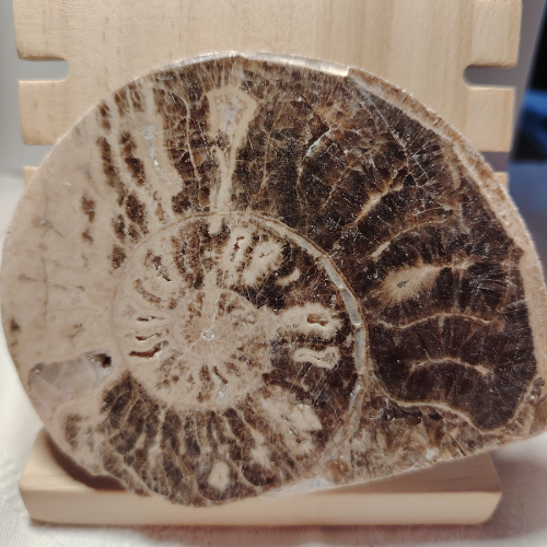 Fossile di Ammonite Originale nr. 3 10,3 x 8,4 cm.