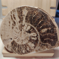 Fossile di Ammonite Originale nr. 3 10,3 x 8,4 cm.
