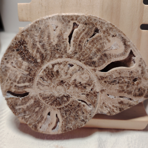 Fossile di Ammonite Originale nr. 4 10,2 x 8 cm.