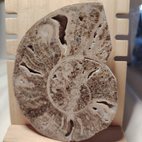 Fossile di Ammonite Originale nr. 4 10,2 x 8 cm.
