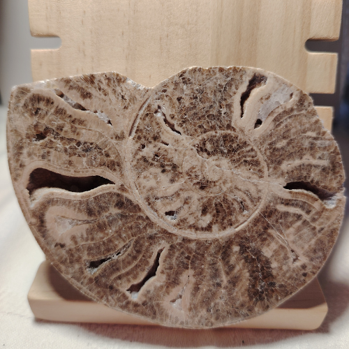 Fossile di Ammonite Originale nr. 4 10,2 x 8 cm.