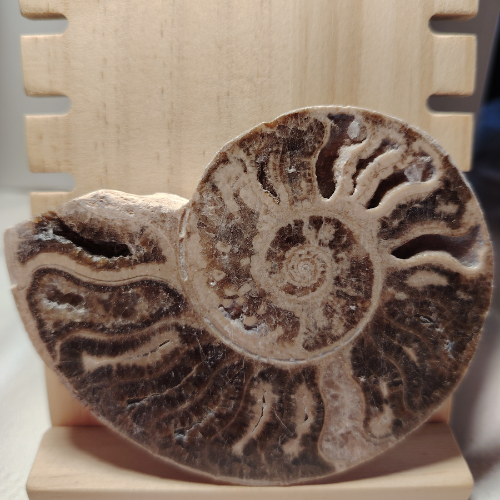 Fossile di Ammonite Originale nr 5 10 x 7,9 cm