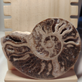 Fossile di Ammonite Originale nr 5 10 x 7,9 cm
