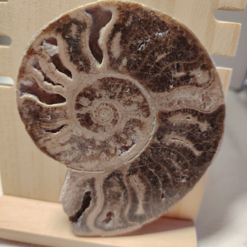 Fossile di Ammonite Originale nr 5 10 x 7,9 cm