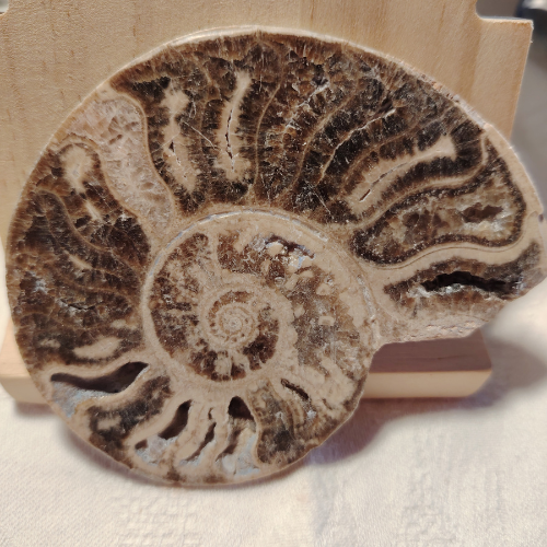 Fossile di Ammonite Originale nr 5 10 x 7,9 cm