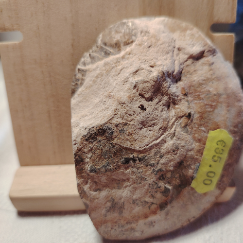 Fossile di Ammonite Originale nr. 6 Mis. 9 x 7 cm