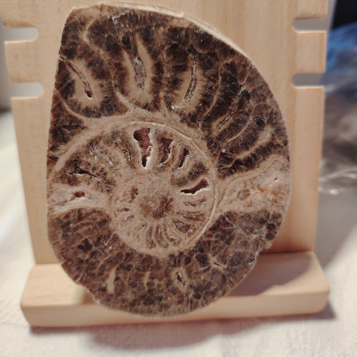 Fossile di Ammonite Originale nr. 6 Mis. 9 x 7 cm