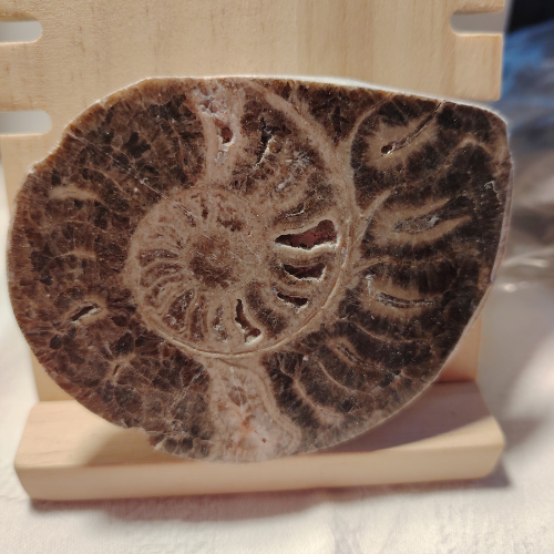 Fossile di Ammonite Originale nr. 6 Mis. 9 x 7 cm