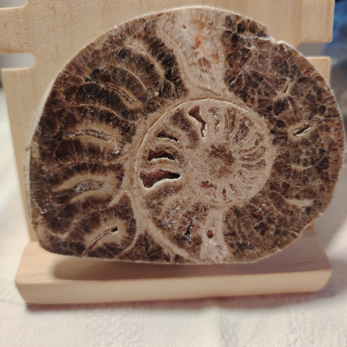 Fossile di Ammonite Originale nr. 6 Mis. 9 x 7 cm