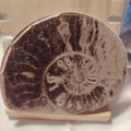 Fossile di Ammonite Originale nr. 7 10 x 8,1 cm