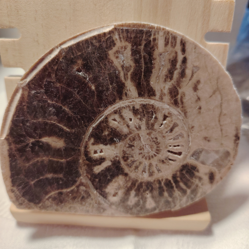 Fossile di Ammonite Originale nr. 7 10 x 8,1 cm