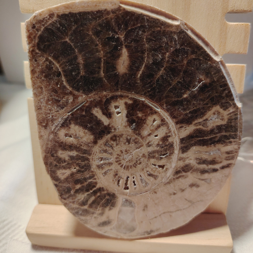 Fossile di Ammonite Originale nr. 7 10 x 8,1 cm