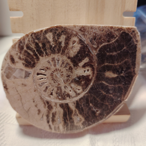 Fossile di Ammonite Originale nr. 7 10 x 8,1 cm