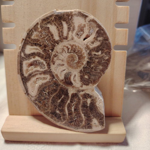 Fossile di Ammonite Originale nr. 8 Mis.9 x 6,8 cm.