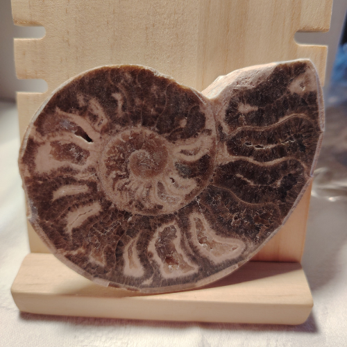 Fossile di Ammonite Originale nr. 8 Mis.9 x 6,8 cm.