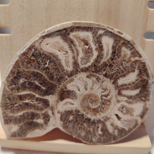 Fossile di Ammonite Originale nr. 8 Mis.9 x 6,8 cm.