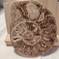 Fossile di Ammonite Originale nr. 9 Mis.9,1 x 7,6 cm