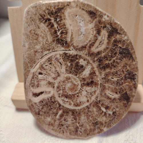 Fossile di Ammonite Originale nr. 9 Mis.9,1 x 7,6 cm