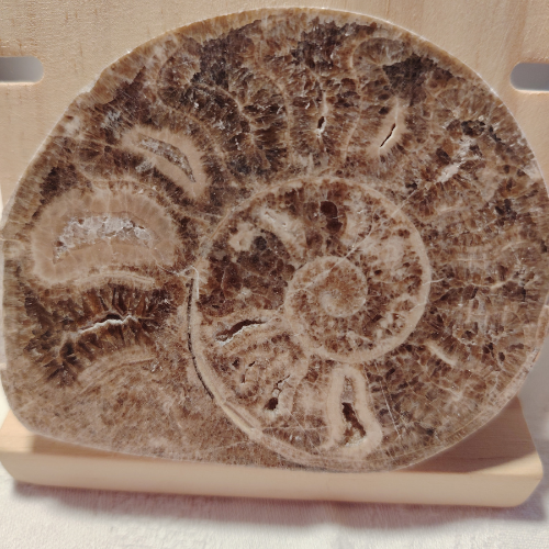 Fossile di Ammonite Originale nr. 9 Mis.9,1 x 7,6 cm