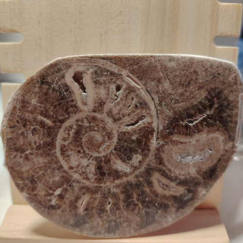 Fossile di Ammonite Originale nr. 9 Mis.9,1 x 7,6 cm