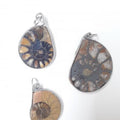 Ciondolo con Ammonite fossile L'arcano segreto ciondolo-ammonite