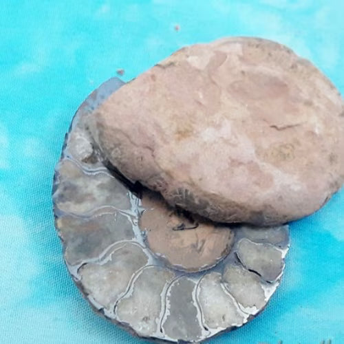 Coppia di Ammoniti L'arcano segreto coppia-ammoniti