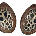 Coppia geode septaria piccola - L'arcano segreto