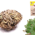 Rosa di Gerico naturale, bulbo secco arricciato con fili vegetali